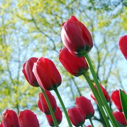 Tulip, Single Early Tulip, Single Late Tulip, Double Early Tulip, Double Late Tulip, Lily Tulip, Fringed Tulip, Greigii Tulip, Parrot Tulip, Spring Flowers